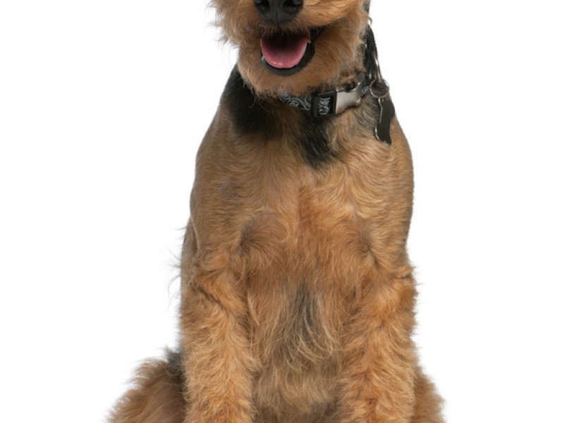 Welsh-Terrier