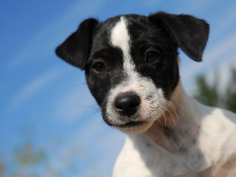 Jack Russel Terrier