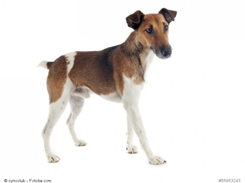 Smooth Fox Terrier