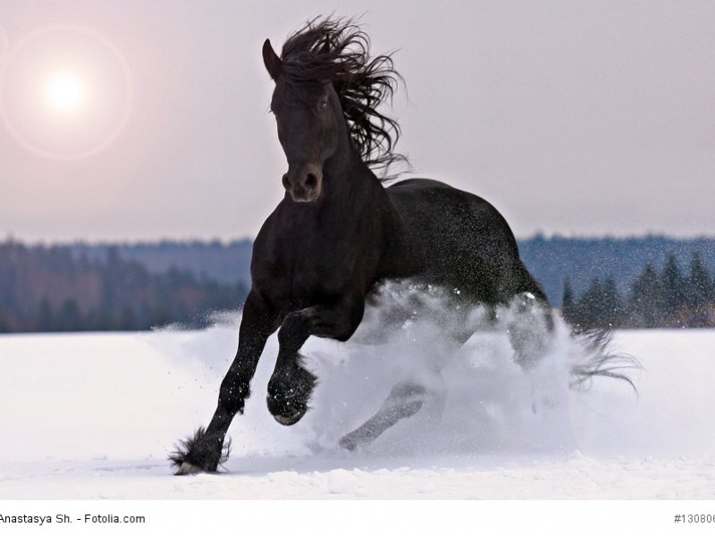 warmblutrasse_pferd_friese