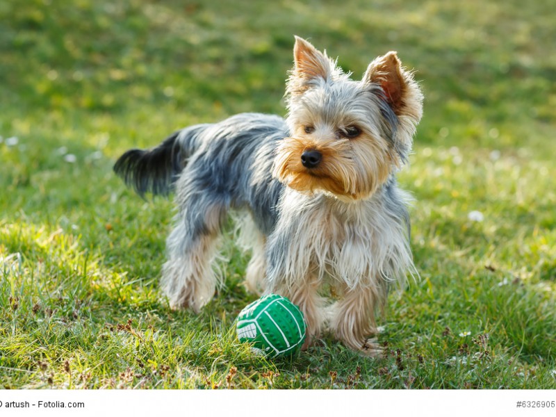 Yorkshire Terrier auf der Wiese