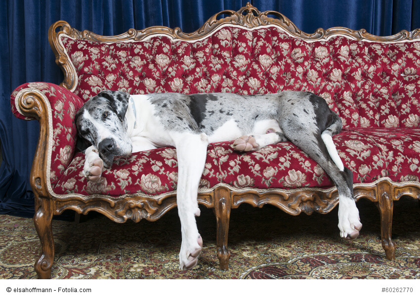 Eine Deutsche Dogge schläft auf der Seite auf einem Sofa. Beschriftung lautet: Sehr große Hunderassen wie Deutsche Doggen werden durchschnittlich nicht so alt wie kleine Hunderassen.