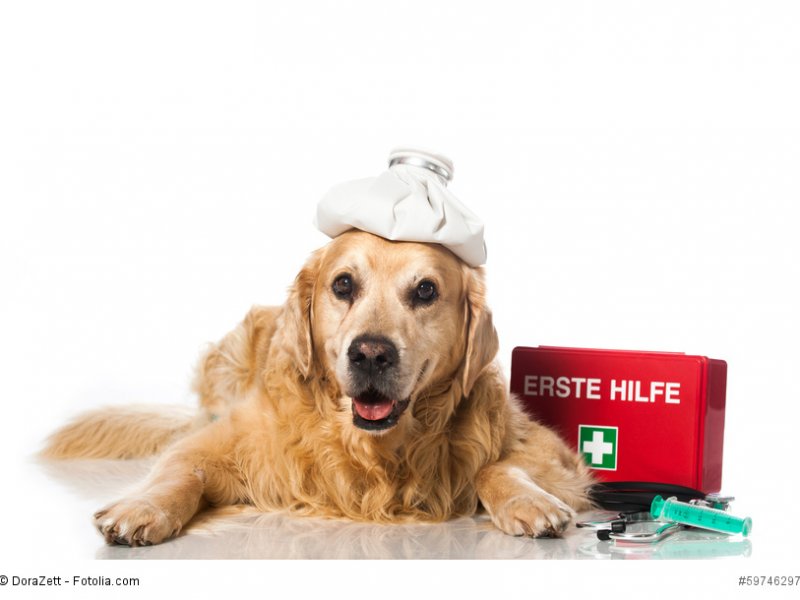 Ein Golden Retriever mit einem Coolpack auf dem Kopf und einem Erste-Hilfe-Kasten neben den Pfoten