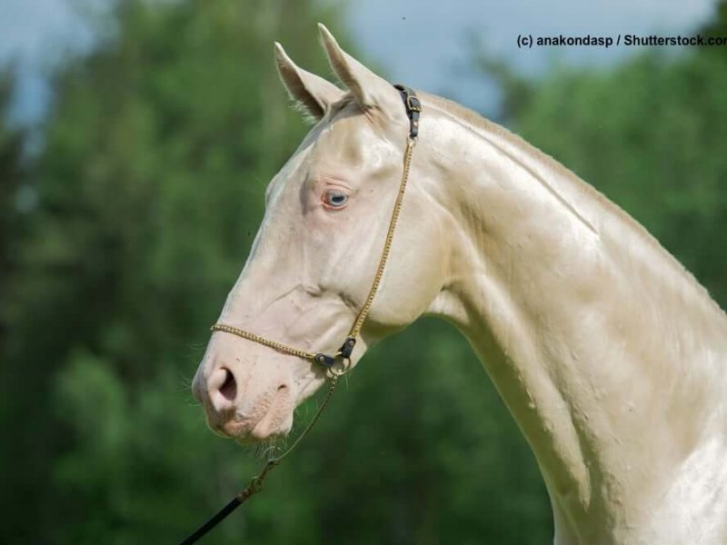 Achal-Tekinner Cremello-Gold im Portrait