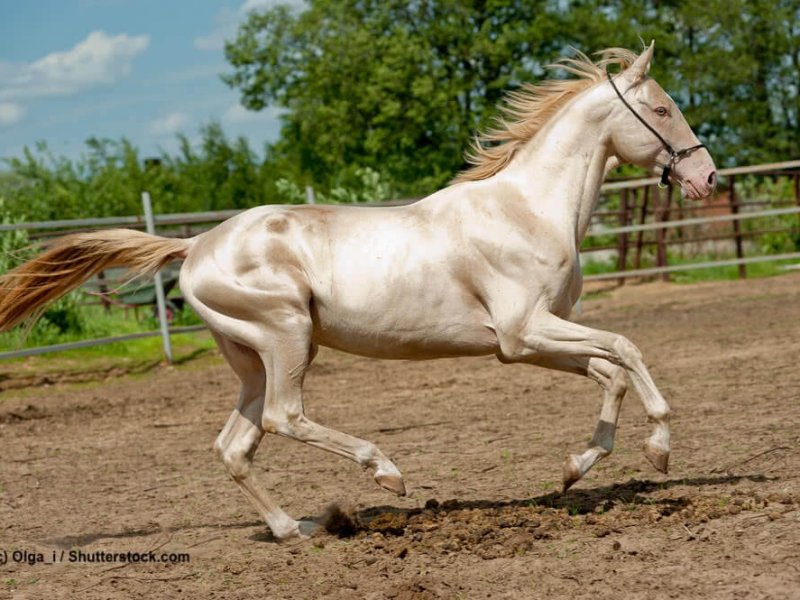 Achal-Tekkiner-Cremello-gold-galoppierend