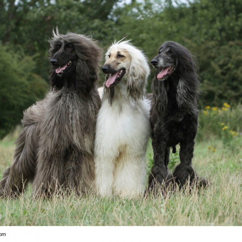 Afghanischer Windhund