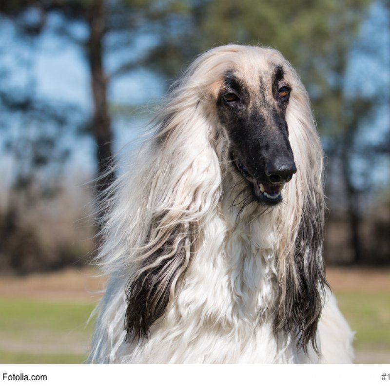 Afghanischer Windhund Portrait