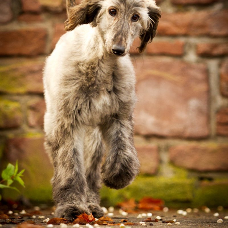 Afghanischer Windhund Welpe