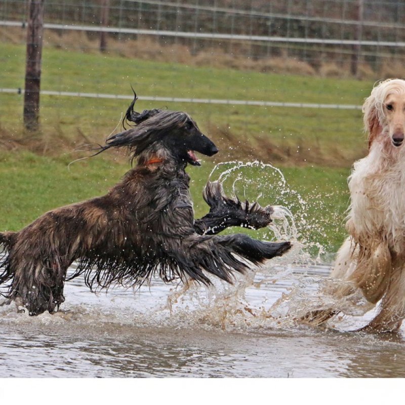 Afghanischer Windhund hat Spaß im Wasser
