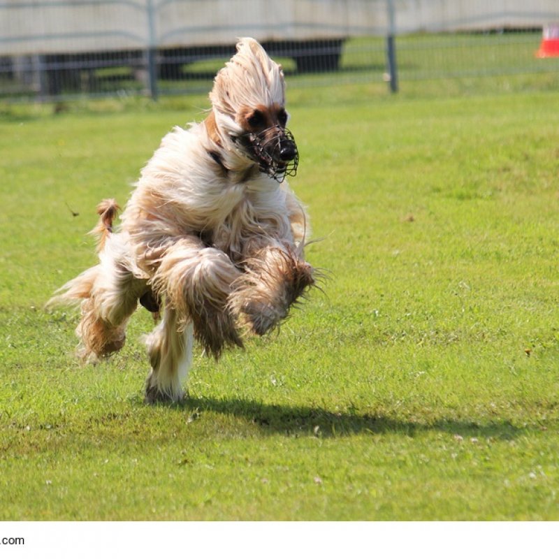 Afghanischer Windhund mit Maulkorb in Vollspeed