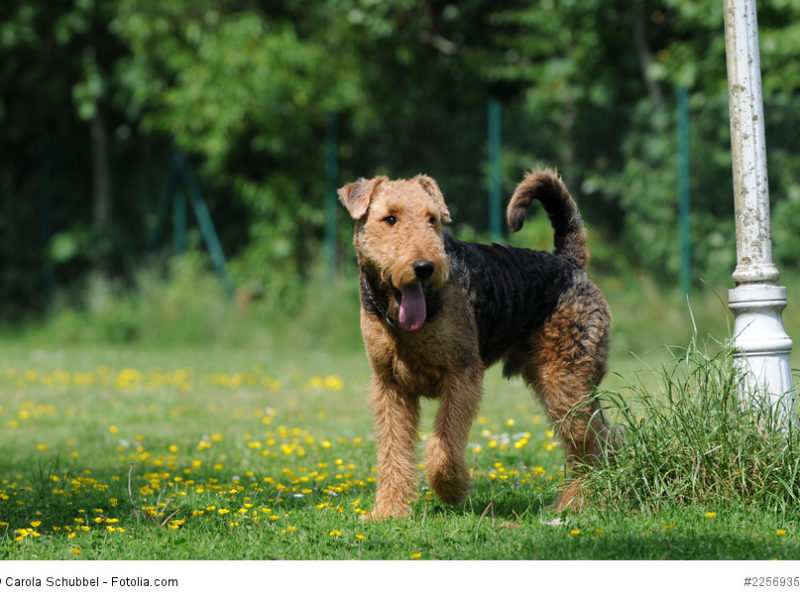 Airedale-Terrier
