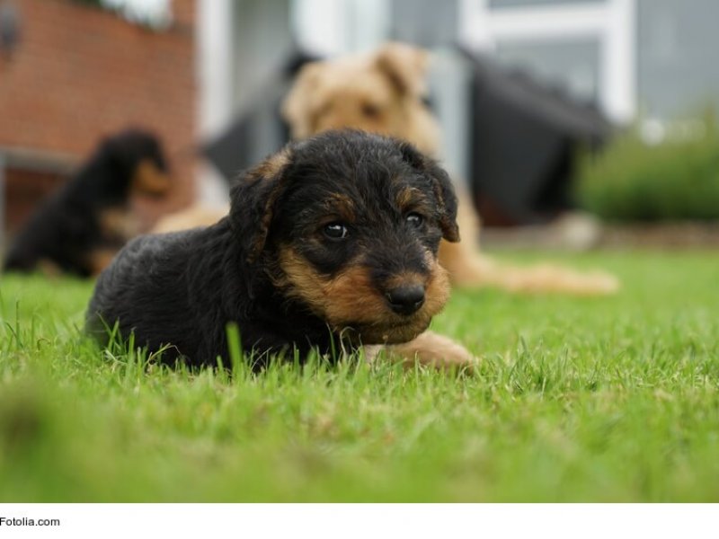 Airedale-Terrier Welpen