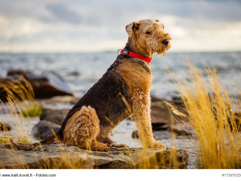 Airedale-Terrier im sitzen an der Küste
