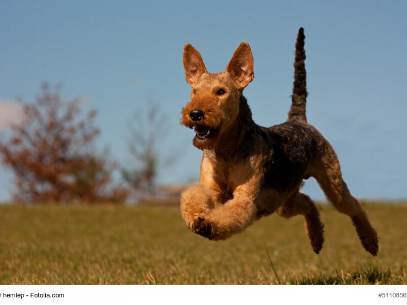 Airedale Terrier im Lauf