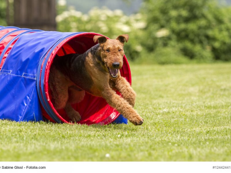 Airedale Terrier im Agility Tunnel