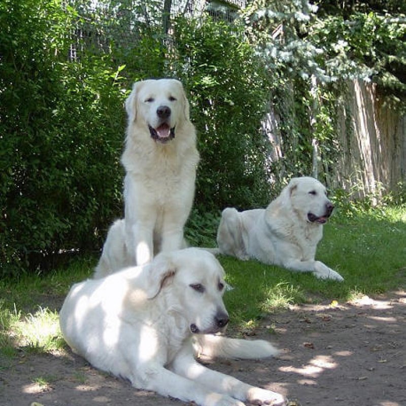 Akbash im Garten