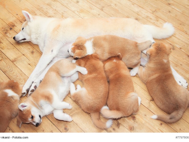 Akita-Inu Mama mit sechs Welpen