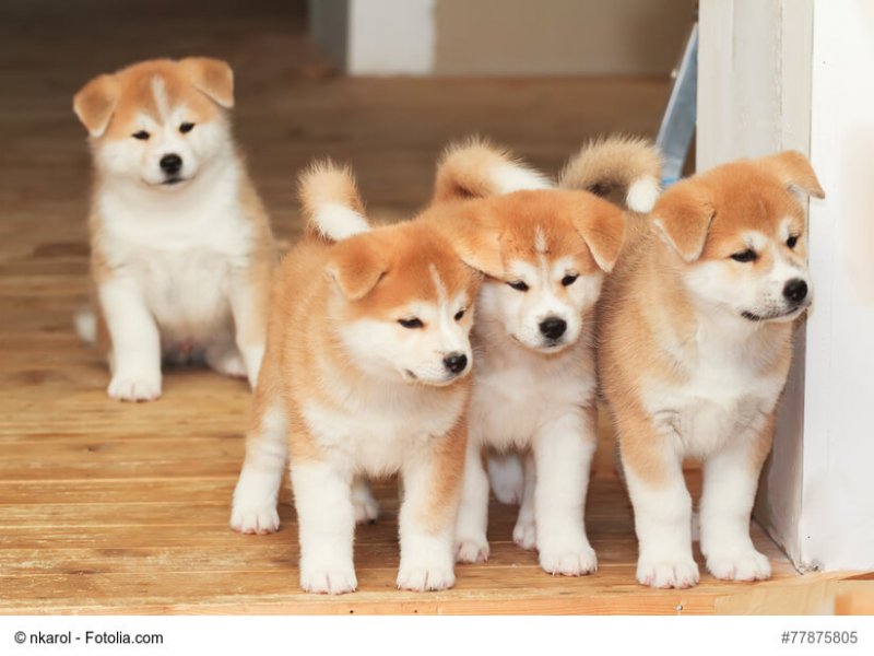 Vier junge Akita-Inu Welpen
