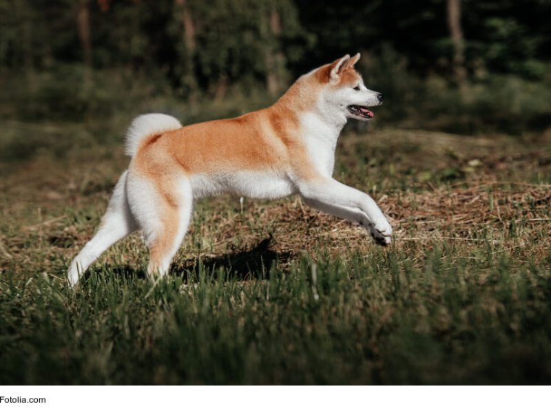 Akita-Inu im Lauf über eine Wiese