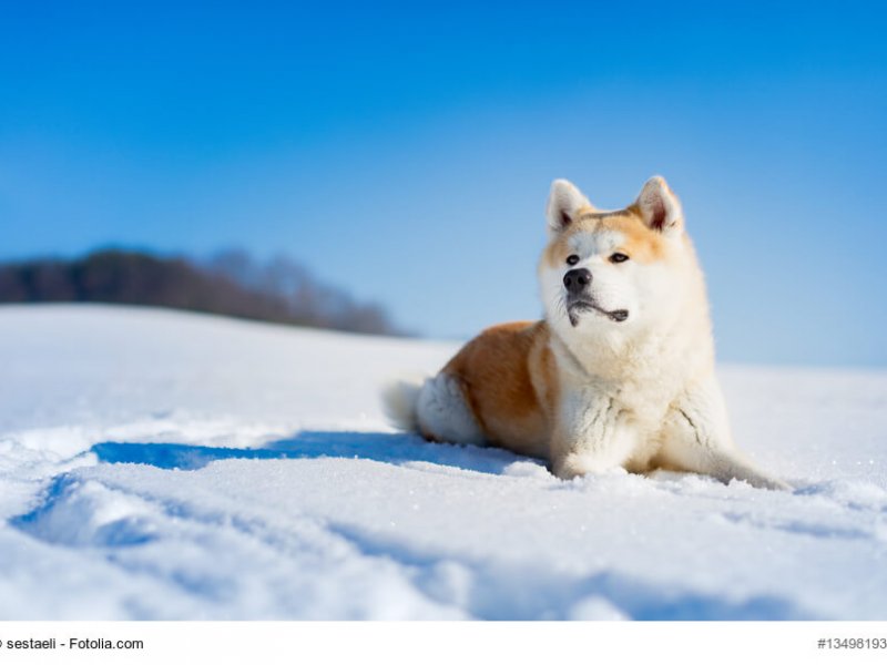 Akita-Inu liegt im Schnee in der Sonne
