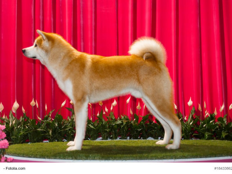 Seitliches Körperportrait eines Akita-Inu
