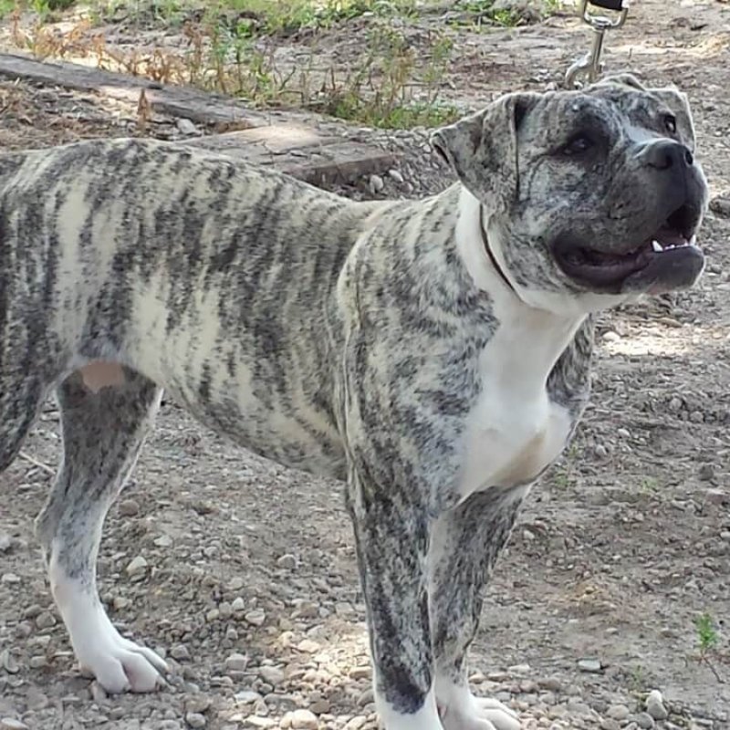 Alapaha Blue Blood Bulldog