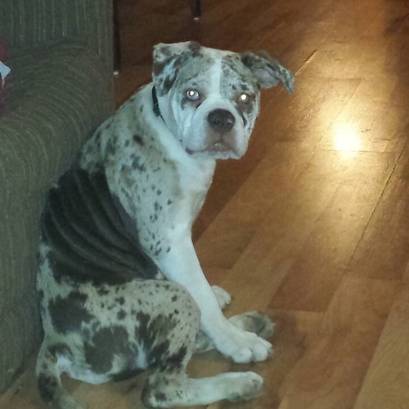 Sitzender Alapaha Blue Blood Bulldog