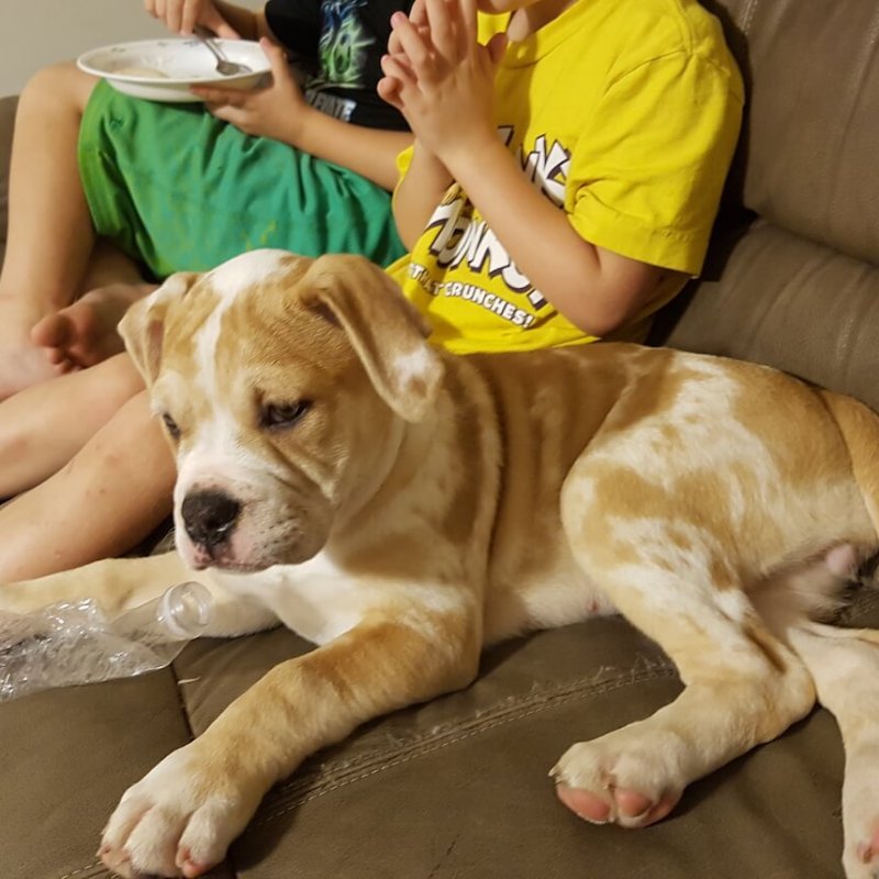 Alapaha Blue Blood Bulldog Welpe