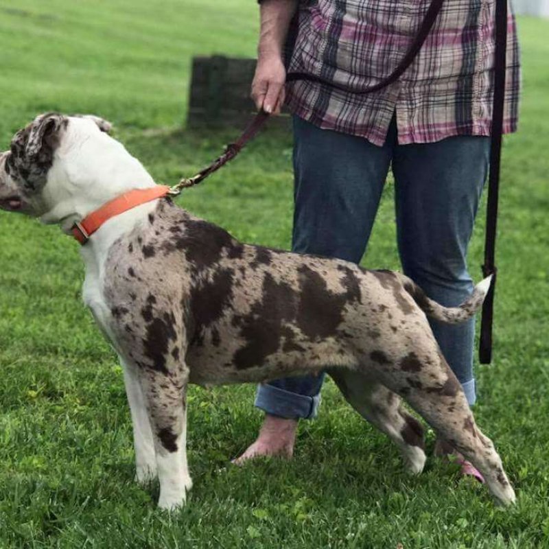 Alapaha Blue Blood Bulldog stehend auf einer Wiese