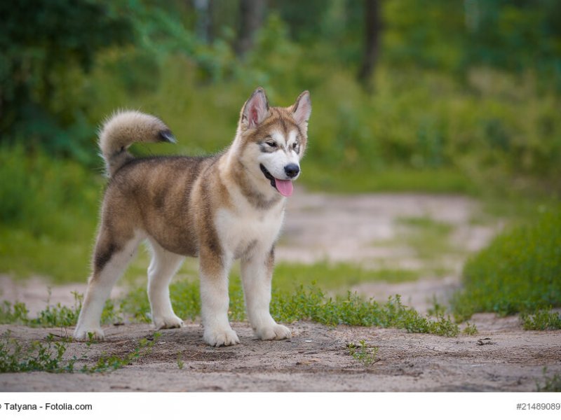 Beautiful puppy Alaskan Malamute on a background of nature.