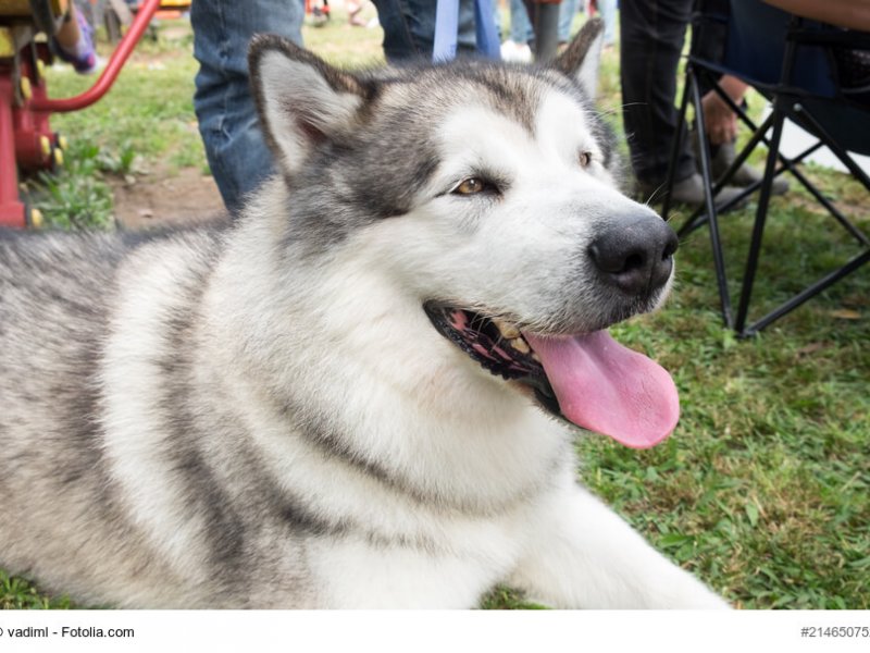 Alaskan Malamute lie on green meadow