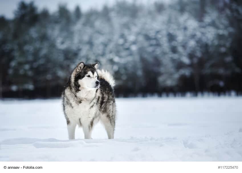 Alaskan Malamute Steckbrief