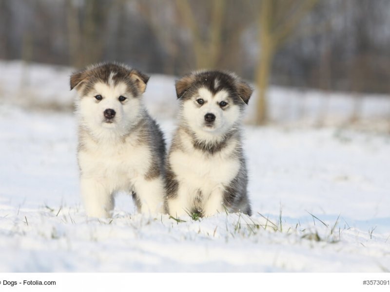 two puppies of alaskan malamute in the snow