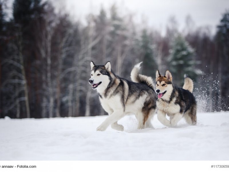 two dogs breed Alaskan Malamute walking in winter