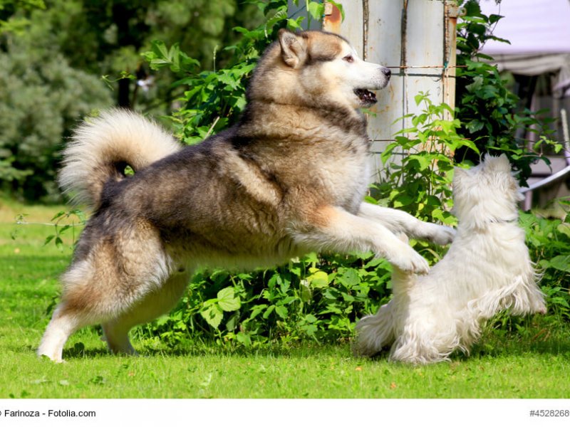 Alaskan Malamute plaiyng with westie on the meadow