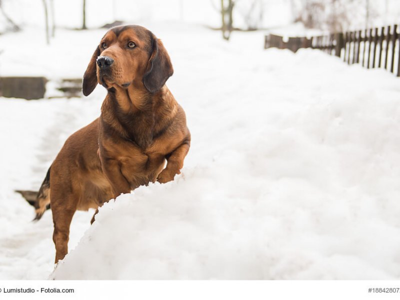 Alpenländische Dachsbracke  im Schnee