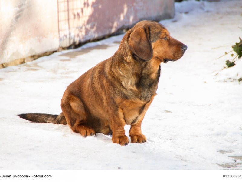 Alpine Dachsbracke von der Seite