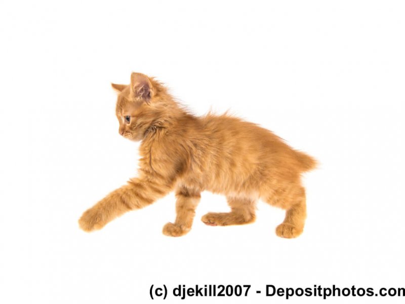 Rotes American Bobtail Kitten
