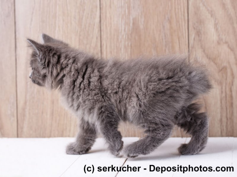 American Bobtail