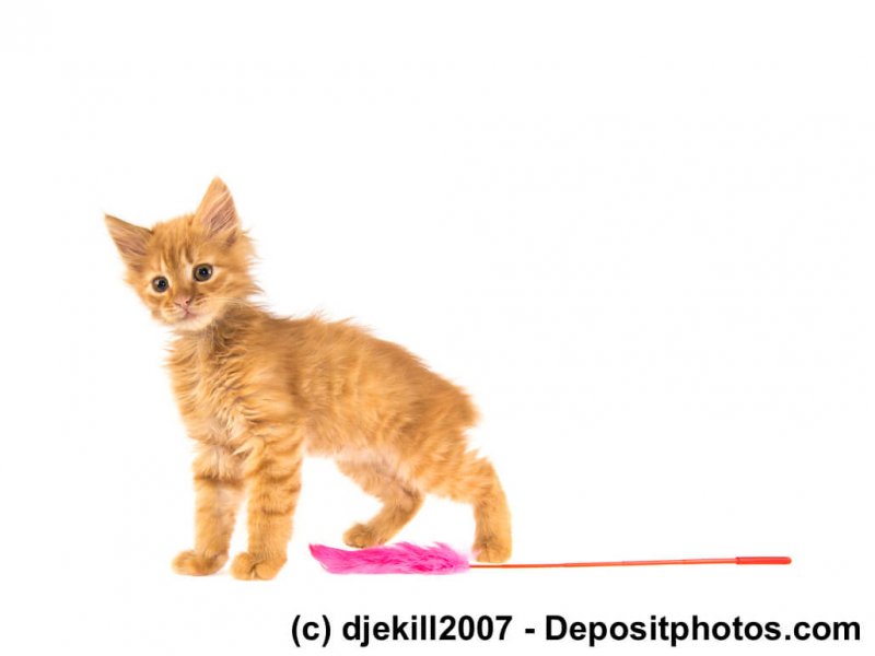 Verspieltes American Bobtail Kitten