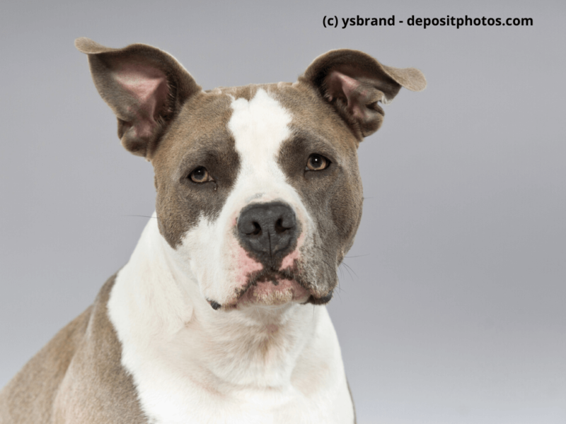 American-Pit-Bull-Terrier Portrait,-braun-mit-weißen-Flecken