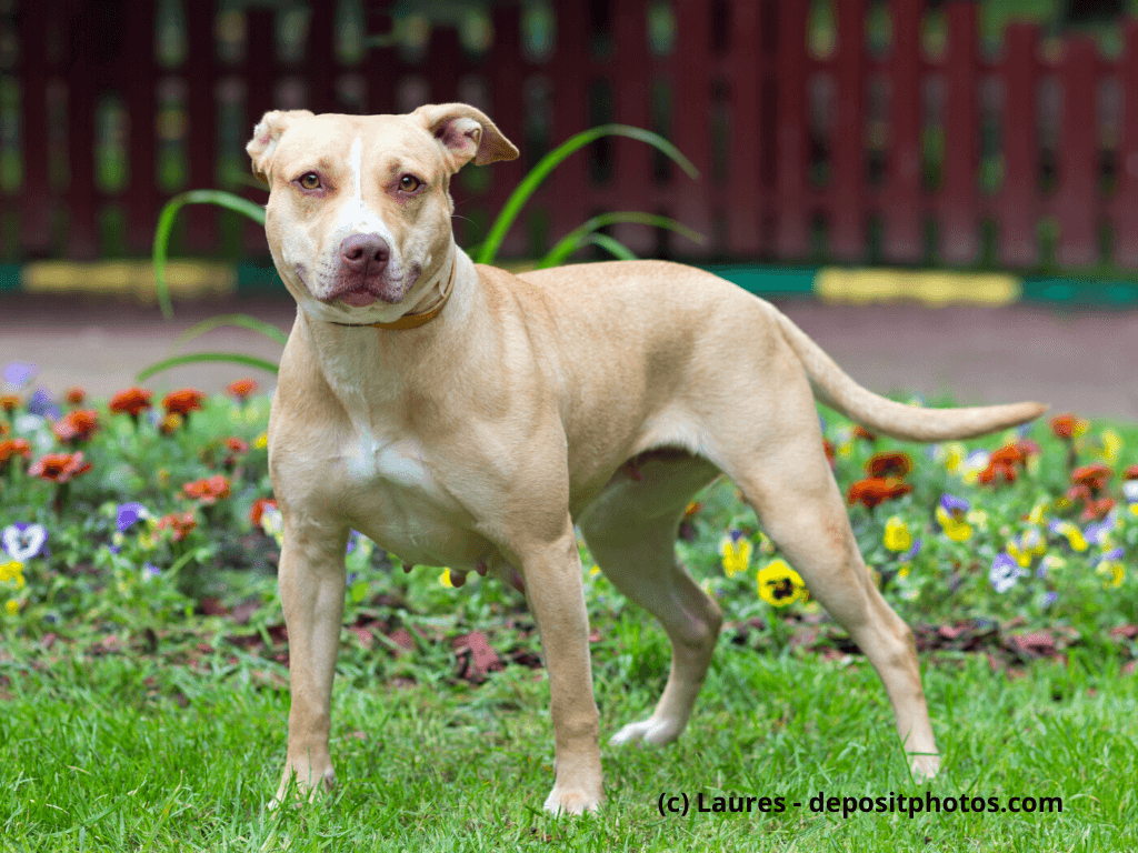 American Pit Bull Terrier Steckbrief