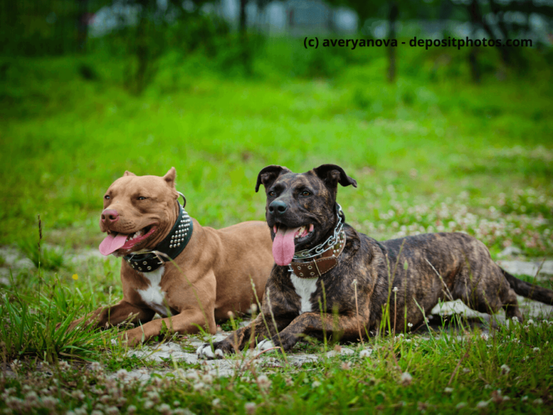 American-Pit-Bull-Terrier-liegen-im-Gras