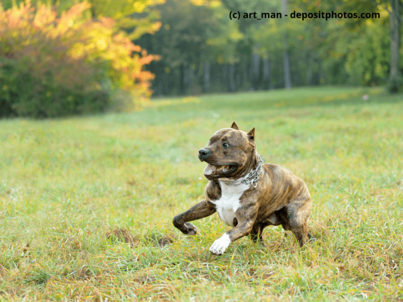 American-Pit-Bull-Terrier-rennt-über-eine-Wiese