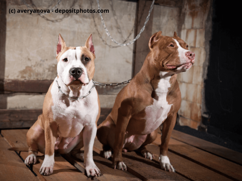 American-Pit-Bull-Terrier-sitzen-im-Studio