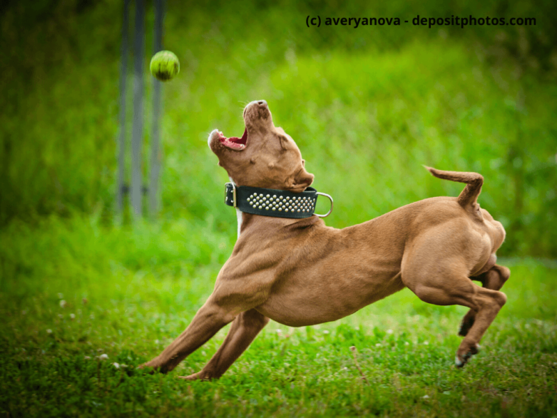American-Pit-Bull-Terrier-spielt-auf-einer-Wiese-mit-dem-Ball