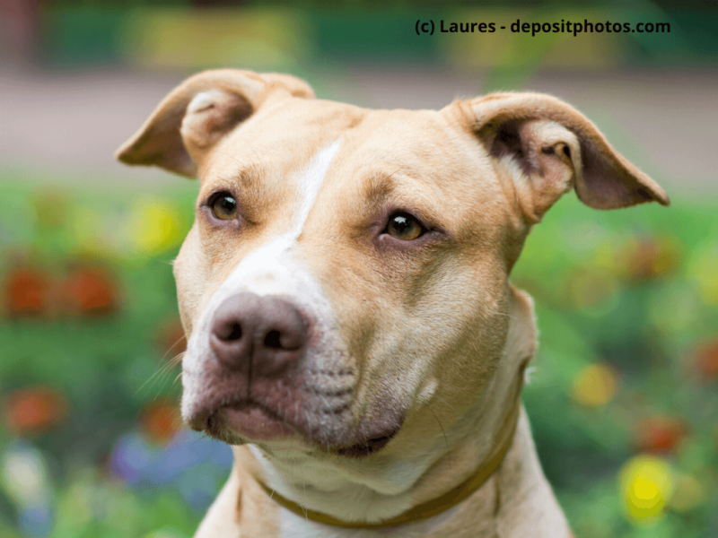 American-Staffordshire-Terrier-Nahaufnahme-Gesicht
