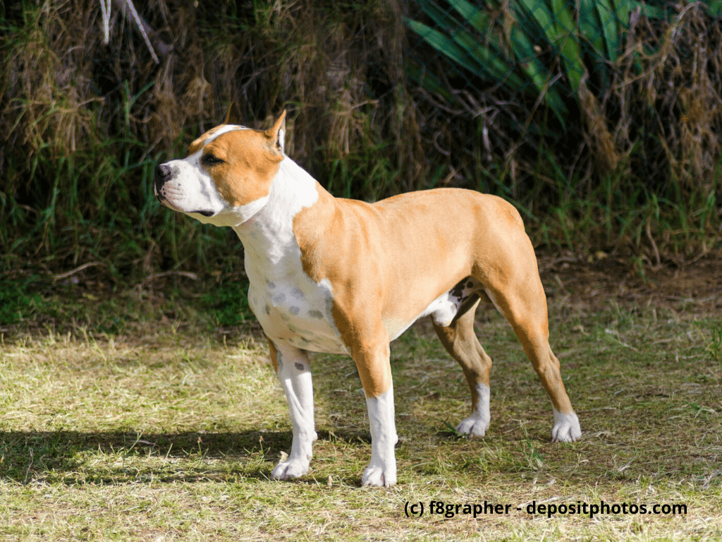 American Staffordshire Terrier Steckbrief