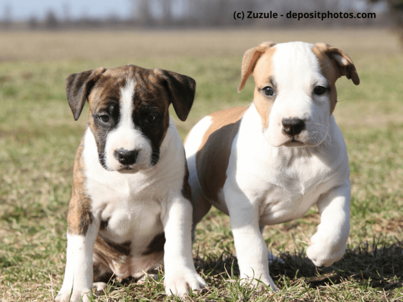 American-Staffordshire-Terrier-Welpen-auf-Wiese