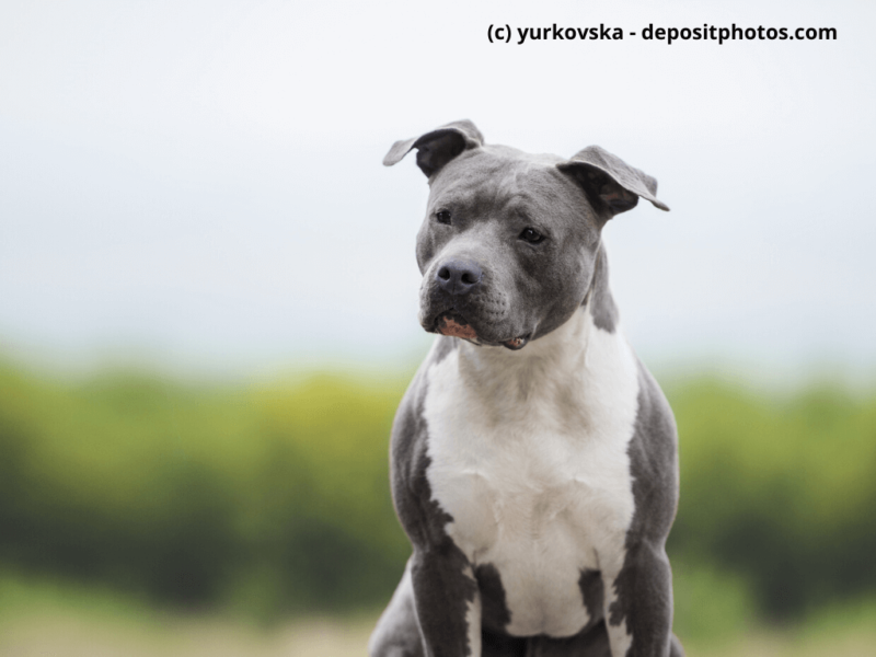 American-Staffordshire-Terrier-blau,-grau-mit-verschwommenem-Hintergrund